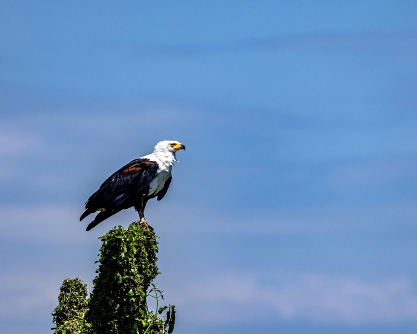 a bald eagle perched on top of a tree fNXKFirO