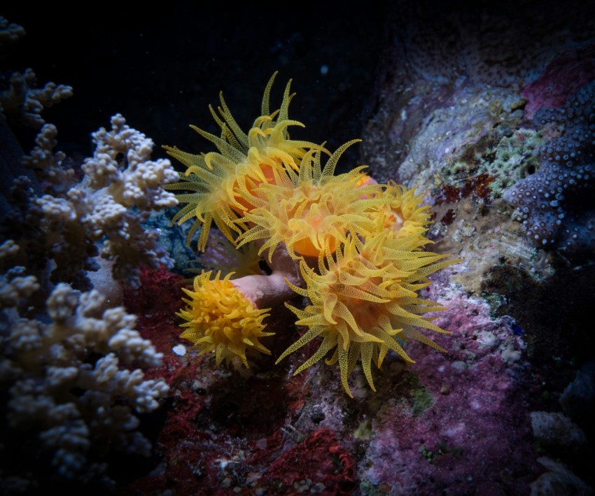 a close up of a sea plant
