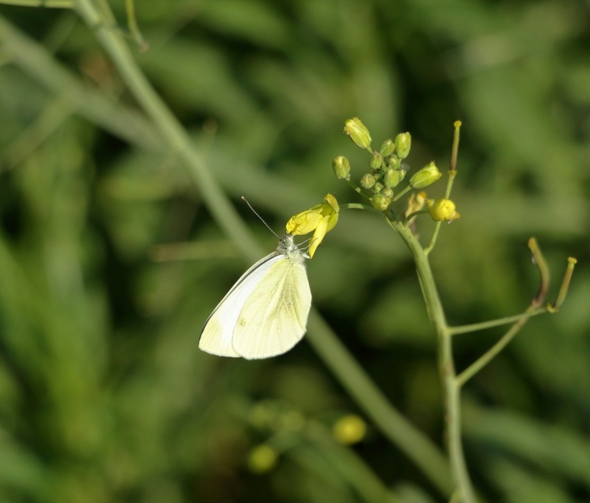a white butterfly sitting on top of a green plant