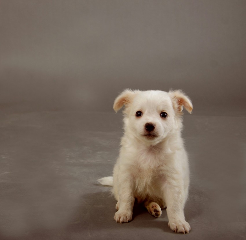a small white dog