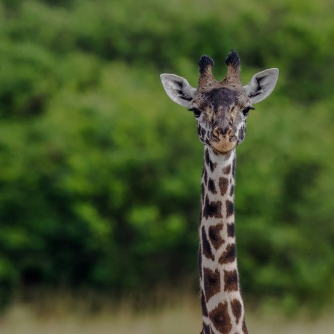 a close up of a giraffe with trees in the background
