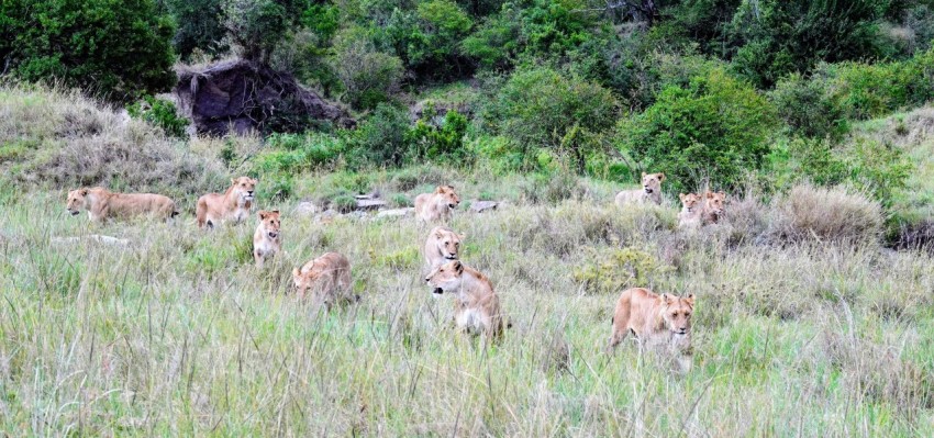 a herd of lions walking across a lush green field