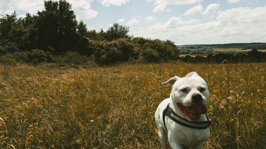 a dog standing in a field of tall grass