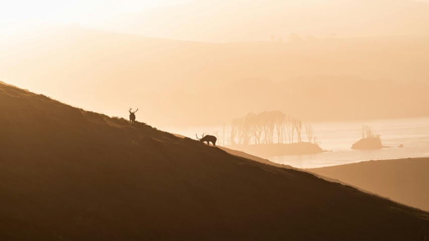 a couple of animals that are standing on a hill