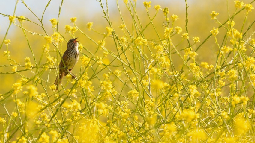 brown bird perched on yellow flower