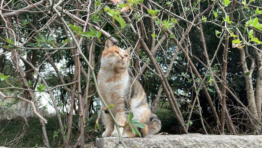 a cat sitting on top of a tree branch