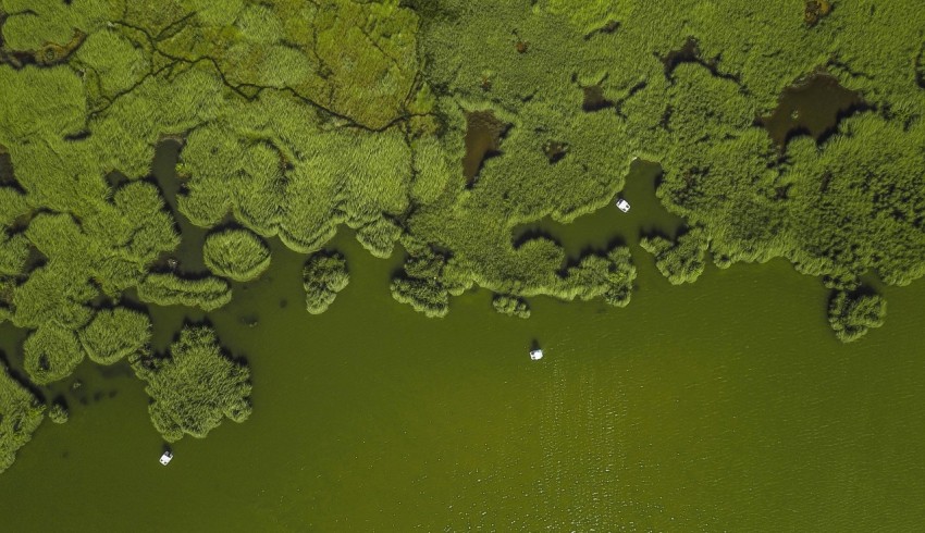 aerial view of forest vDDm1B