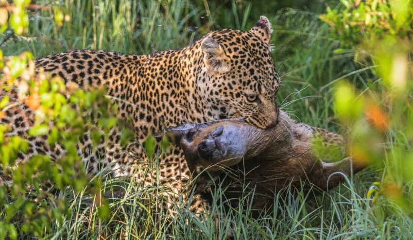 a large leopard laying on top of a bear in the grass