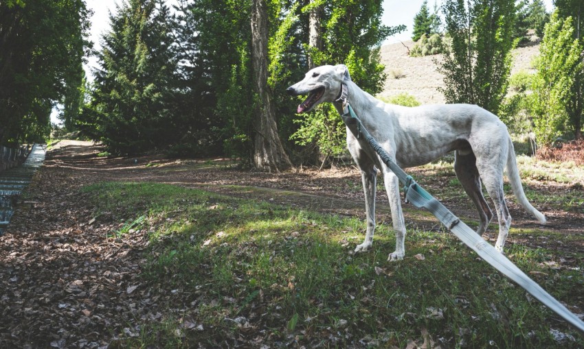 a white dog standing on top of a lush green field S0n3