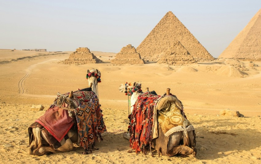two camels on near pyramid 00Xo8z