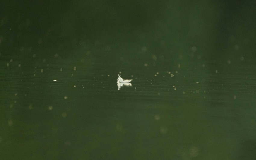 a white bird flying over a body of water