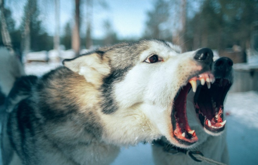 a close up of a dog with its mouth open