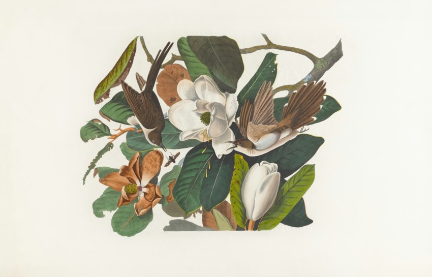 a picture of a bunch of flowers and birds