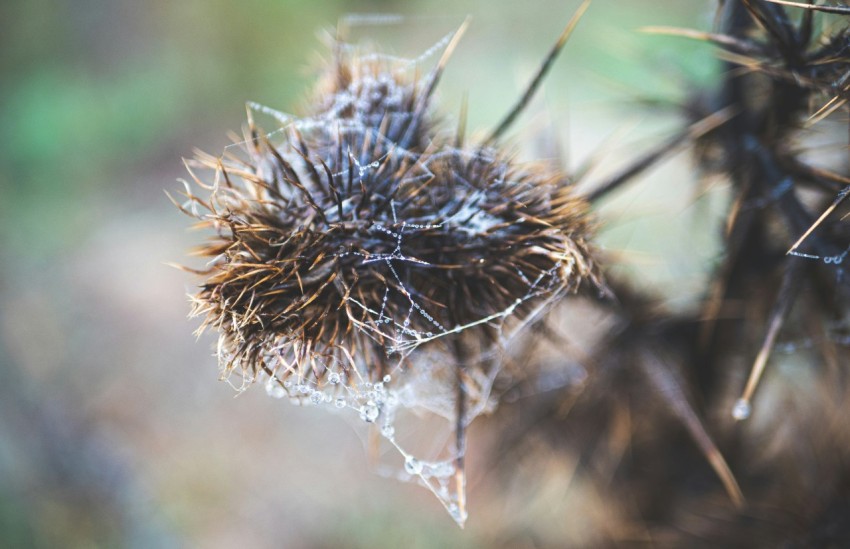 a close up of a plant with a blurry background