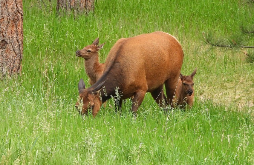 a couple of animals that are standing in the grass
