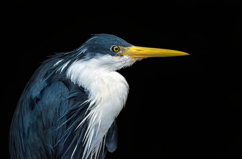 blue and white great egret XoqdPNv