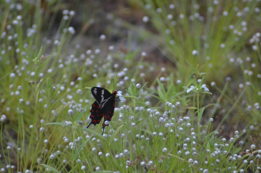 a black and white butterfly in a field of flowers