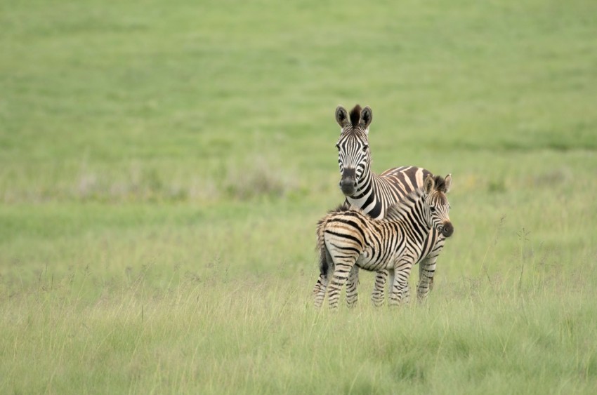 two zebras surrounded by grass