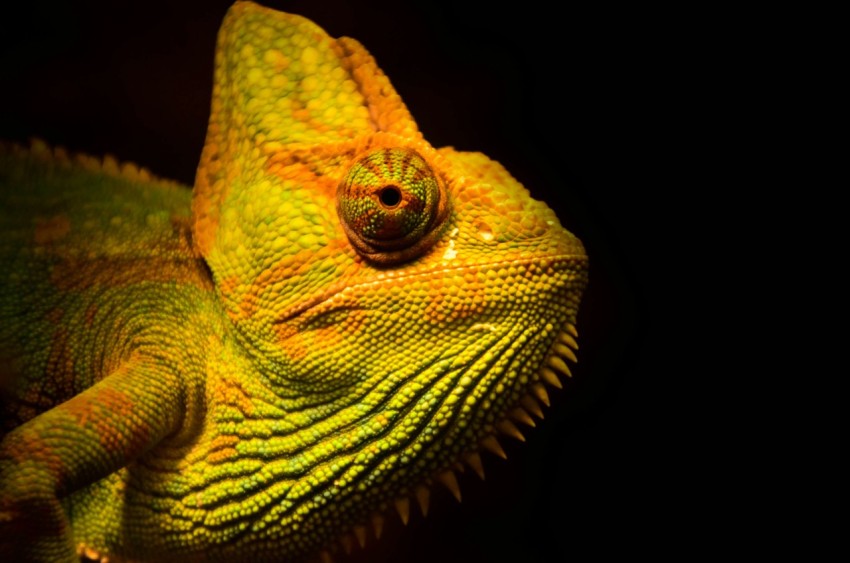 close up photo of yellow and green lizard