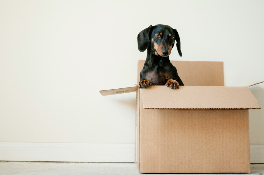 black and brown dachshund standing in box