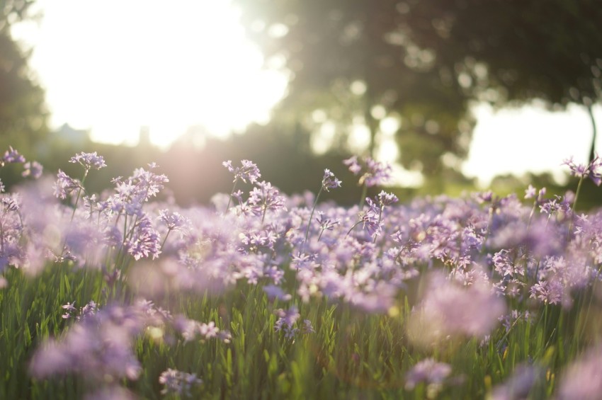 purple flower field in tilt shift photography