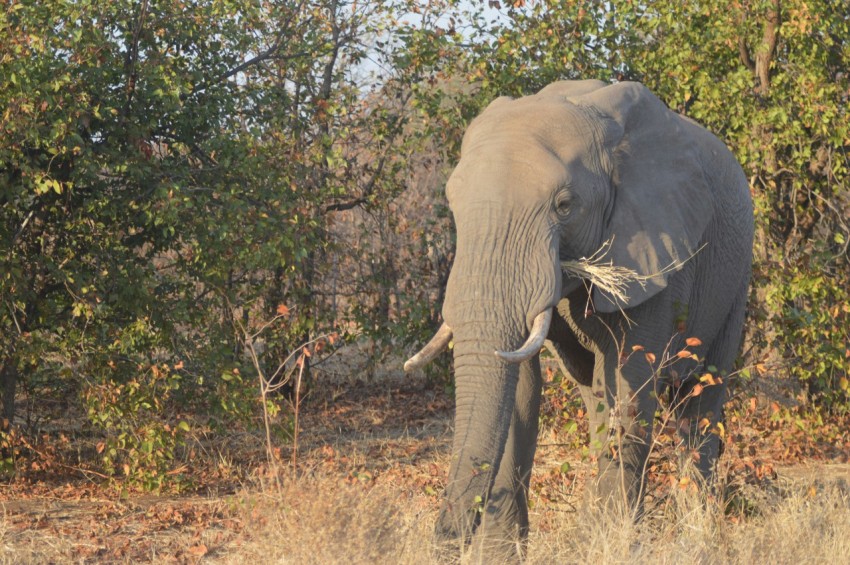 an elephant with tusks