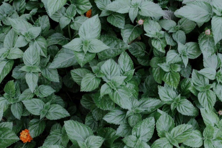 a group of plants with leaves