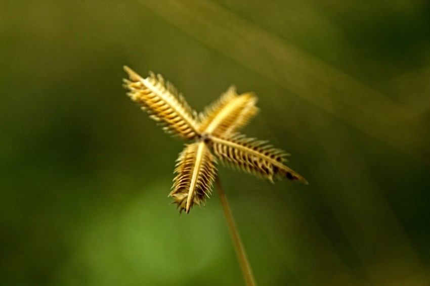 a close up of a plant with a blurry background