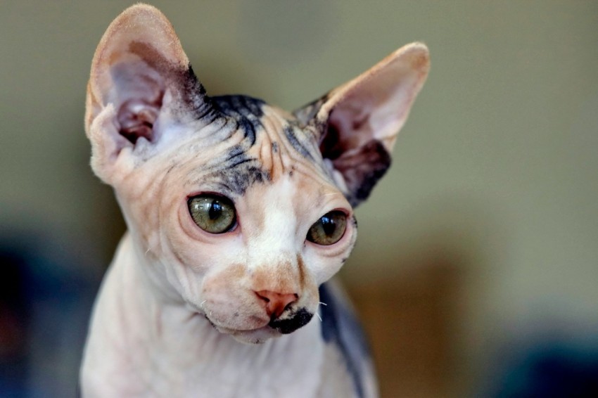white and black cat in close up photography