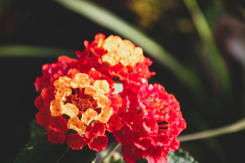 a close up of a red and yellow flower