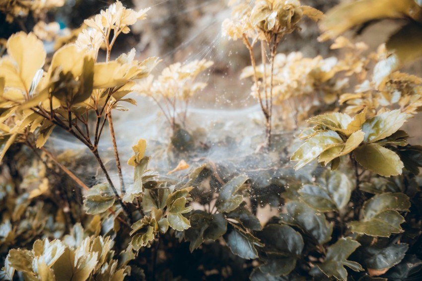 yellow and green leaves during daytime