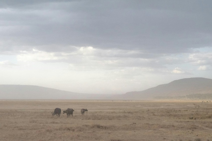 three buffalo standing in dry land
