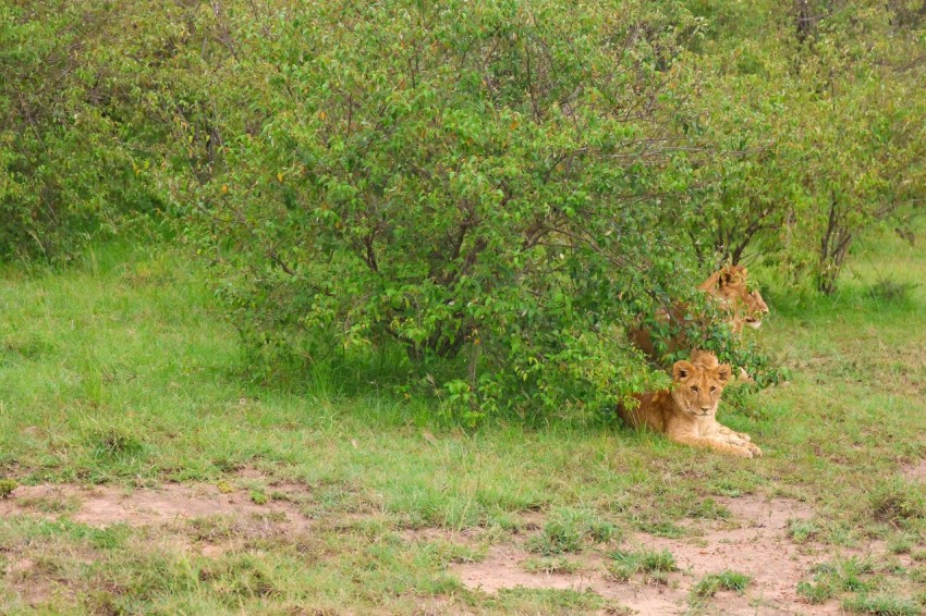 a couple of lions laying in the grass