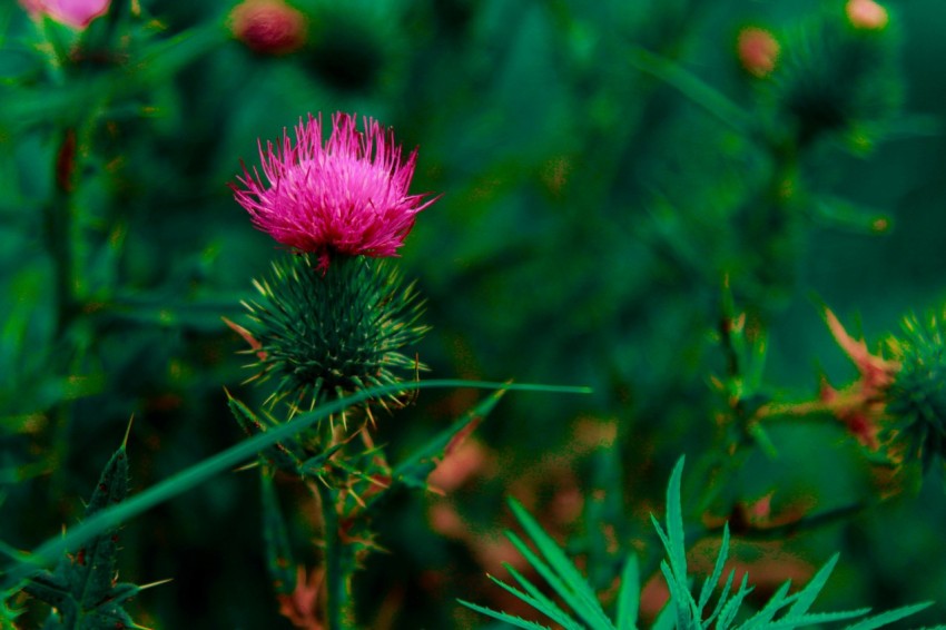 a close up of a pink flower in a field