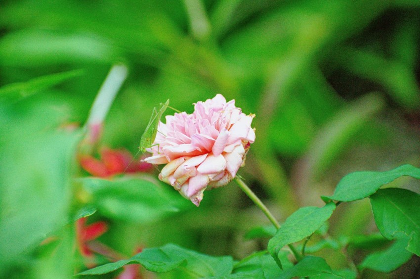 a pink flower with green leaves in the background