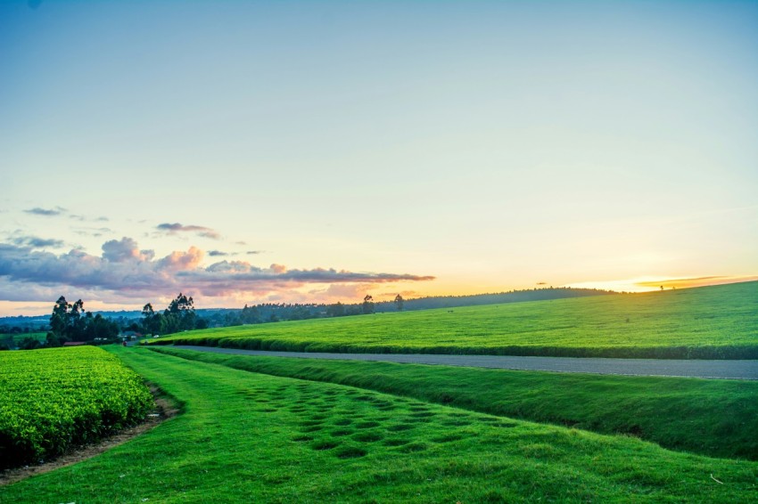 green grass field under blue sky during daytime