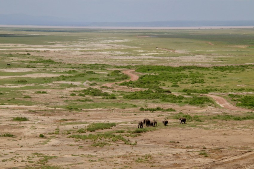 horses on green grass field during daytime