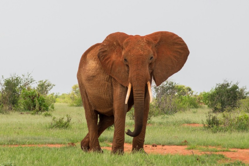gray elephant walking on green grassfield