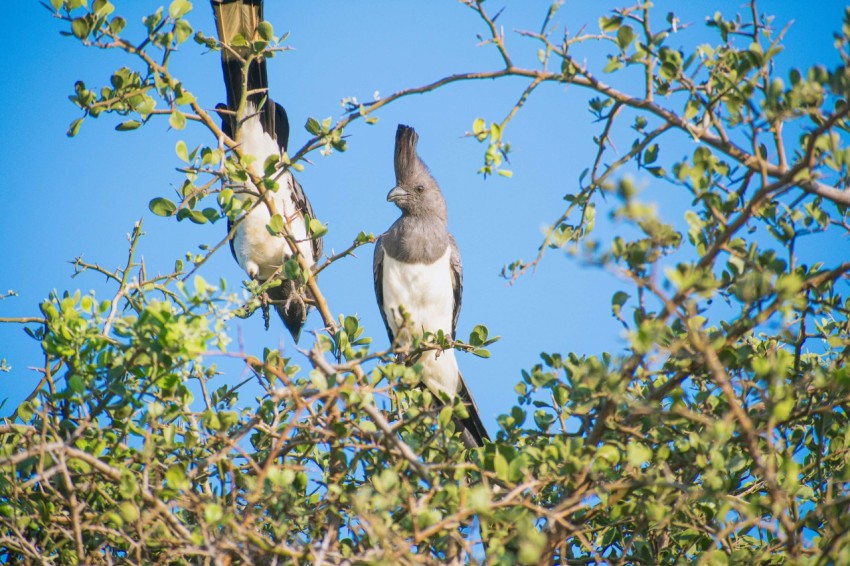 a couple of birds sitting on top of a tree 2f