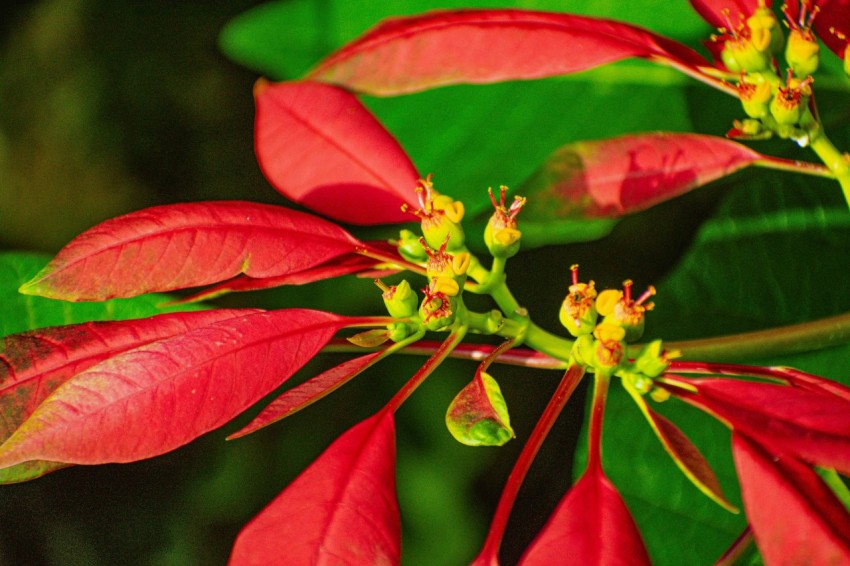 a close up of a red flower with green leaves
