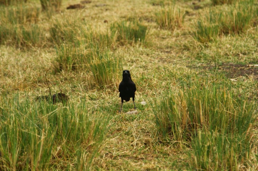 a small black bird standing in a grassy field zvti