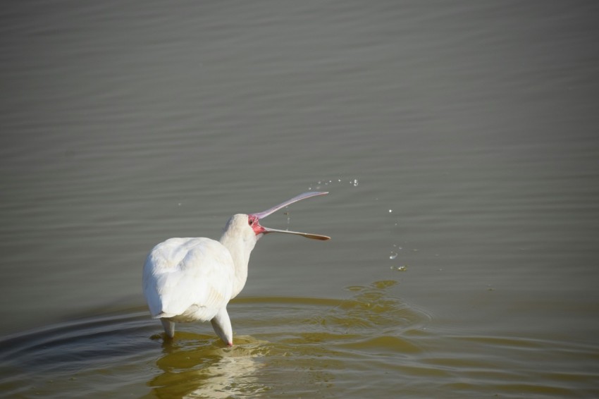 a white bird with a long beak in the water