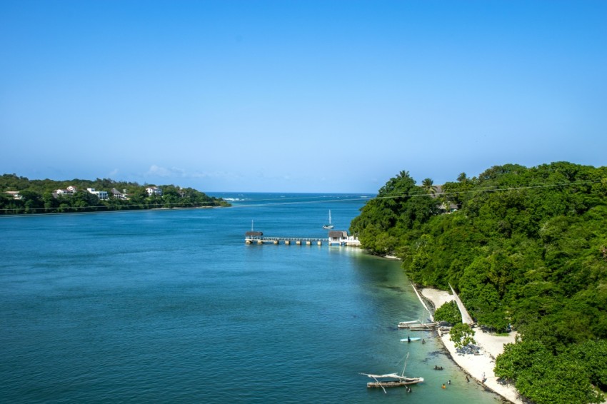 green trees near body of water during daytime