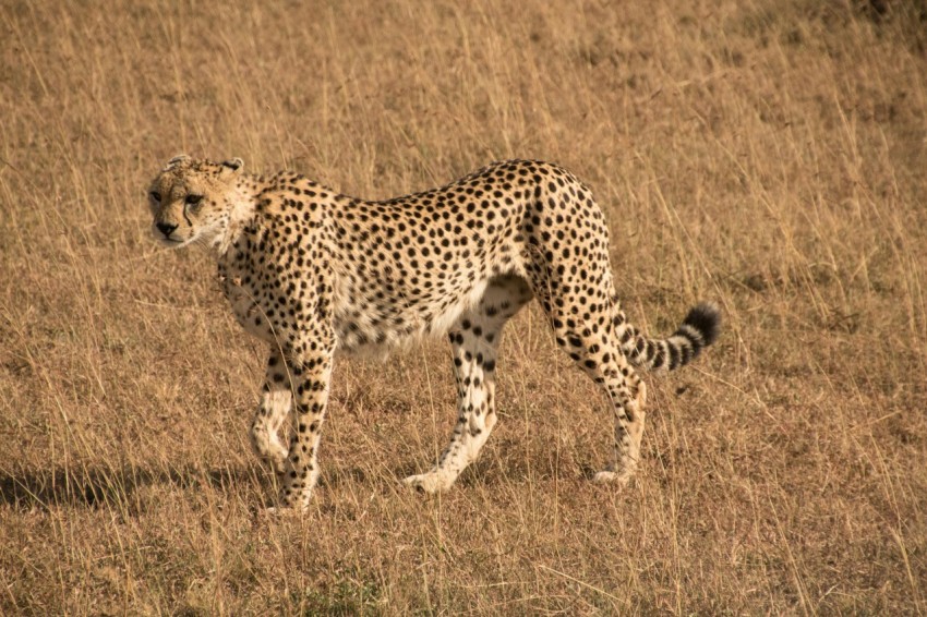 a cheetah standing in the middle of a field