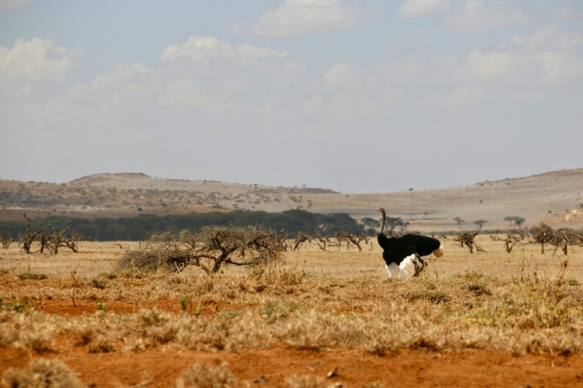 an ostrich walking through a dry grass field