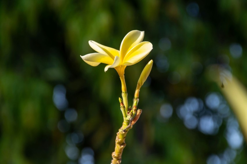 a close up of a yellow flower on a tree branch