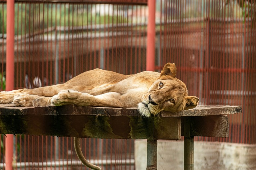 a large lion laying on top of a wooden bench