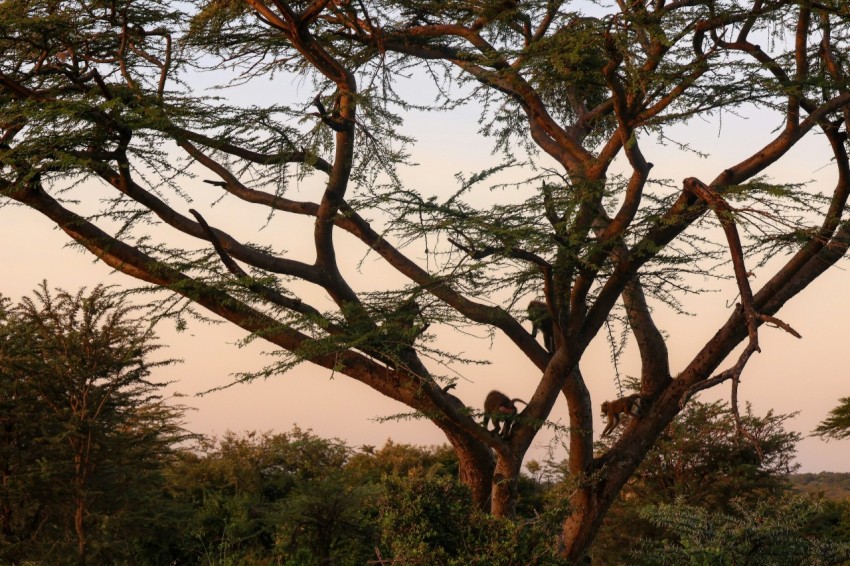 a group of giraffes sitting in the branches of a tree
