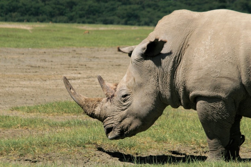 a rhino standing on top of a grass covered field Gq9lnR_z5