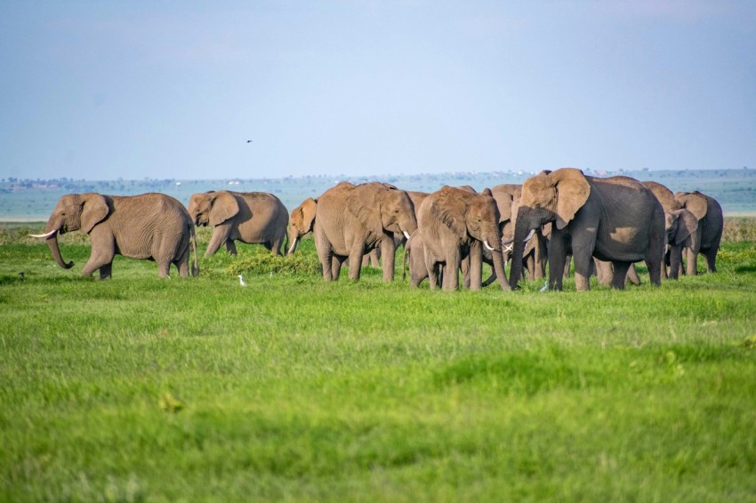a herd of elephants walking across a lush green field